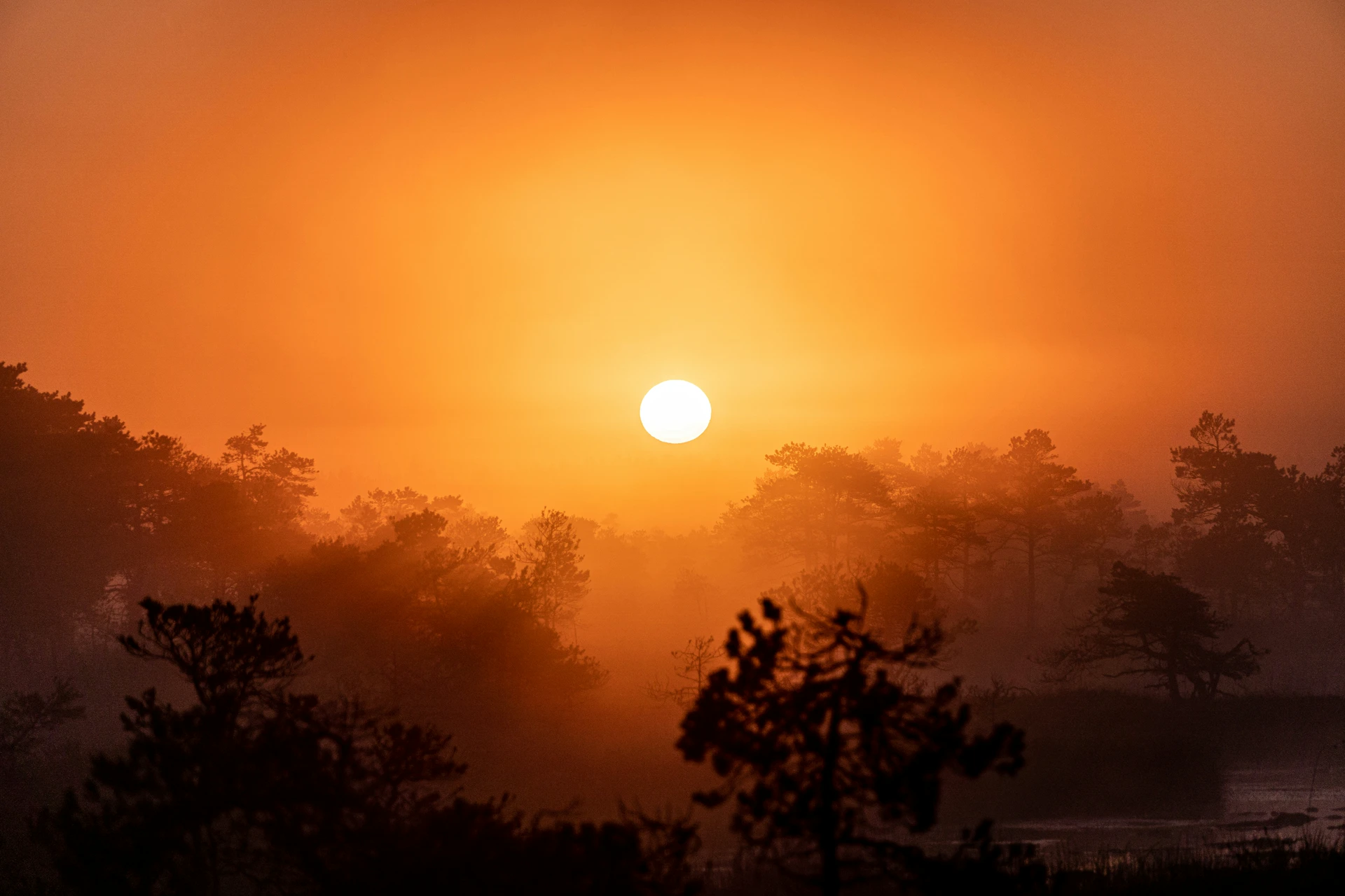 A warm orange sun above layers of pine forest and mist