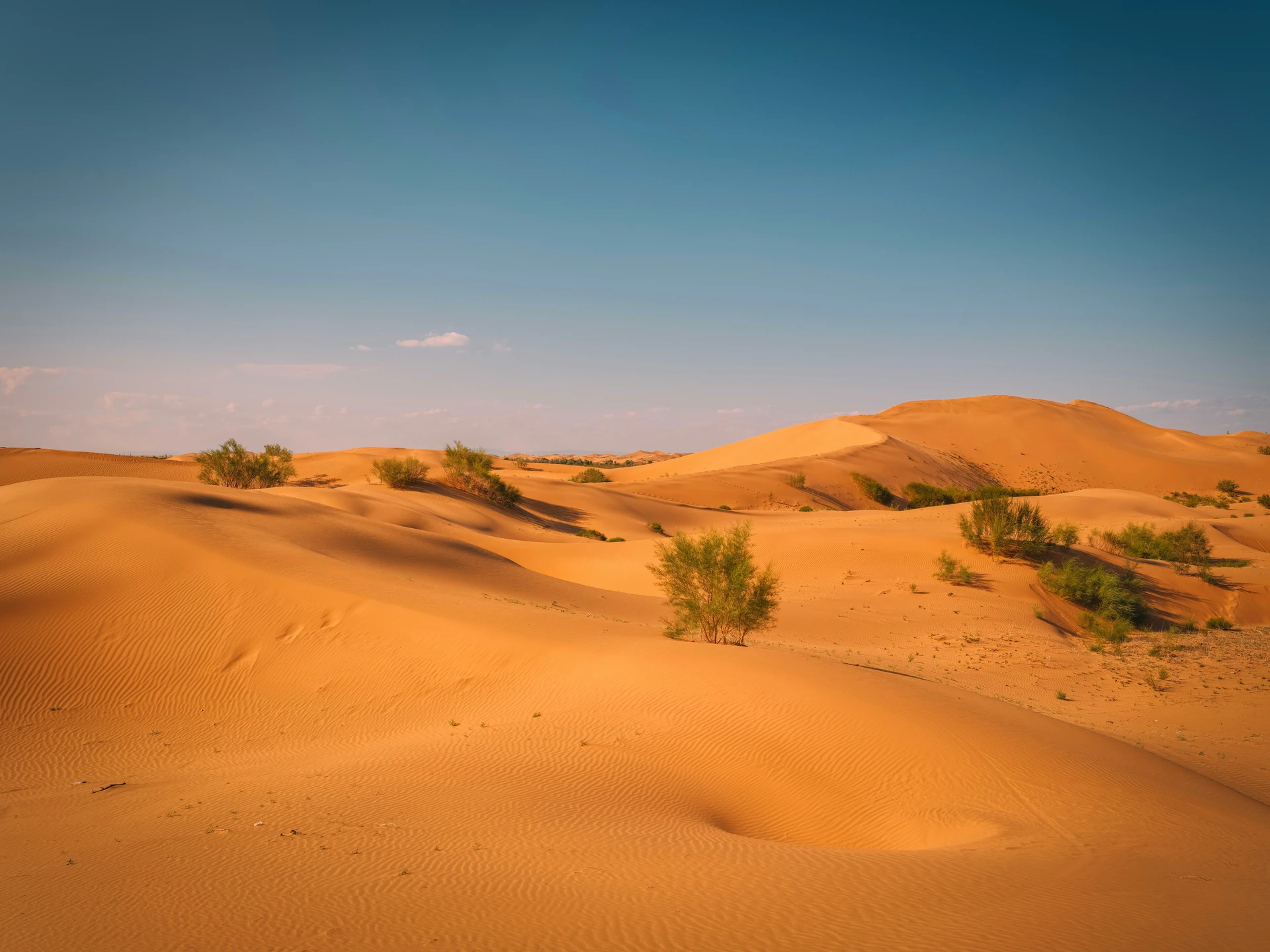 Green shrubs growing among sunlit dunes in China's Kubuqi Desert